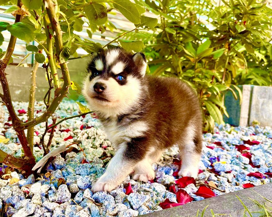 Szczeniak czarno-biały niebieskooki Siberian Husky rodowód ZKwP FCI