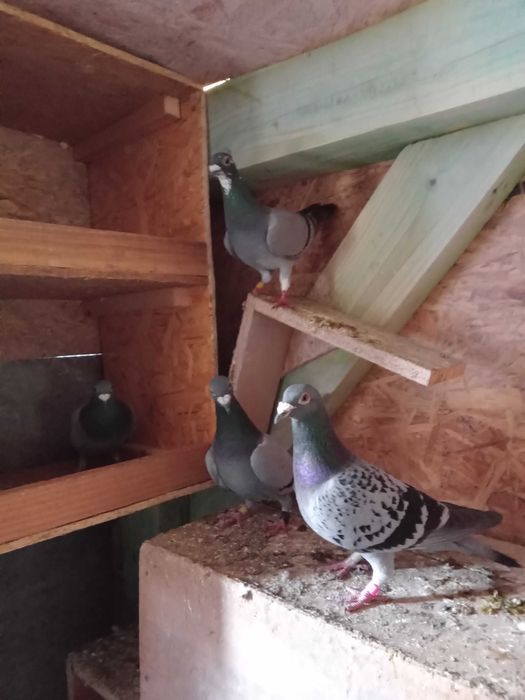 Piękne gołębie pocztowe okazja!!!