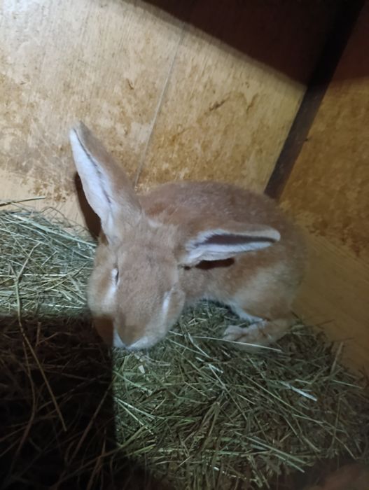 Królik samiec mieszany