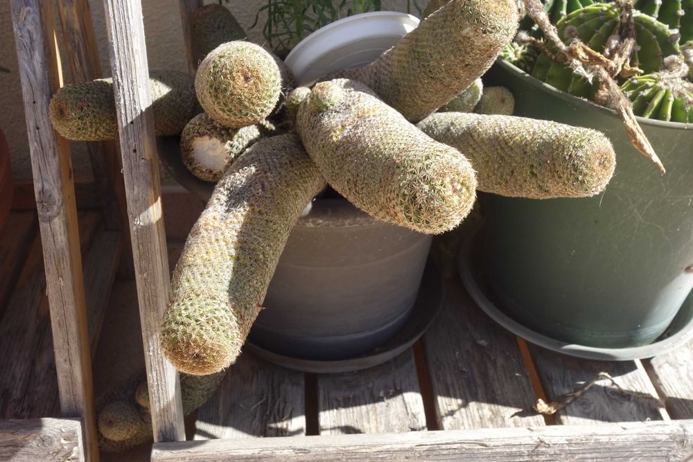 Plantas decoração - cactos