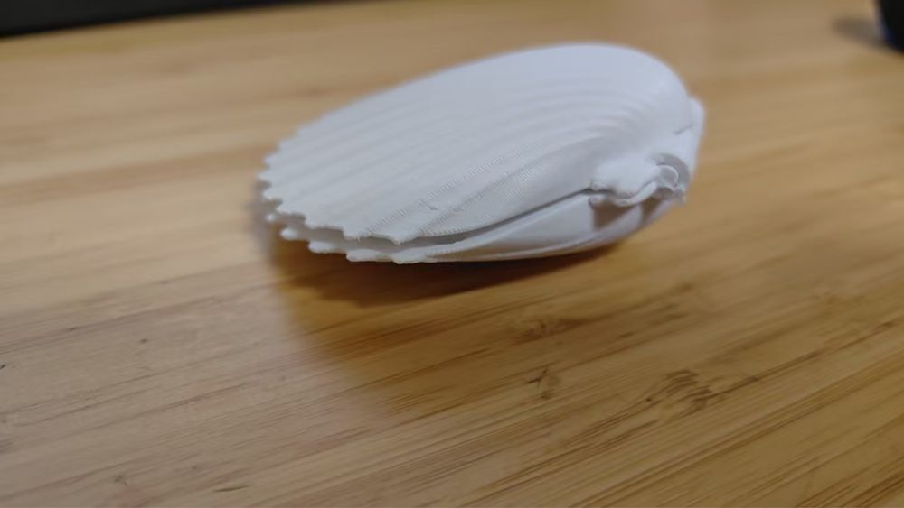 Мушля, ракушка продам