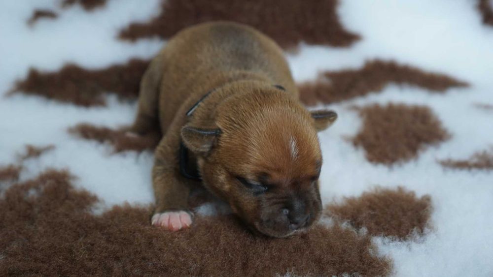 Staffordshire Bull Terrier (Staffik) ZKwP FCI