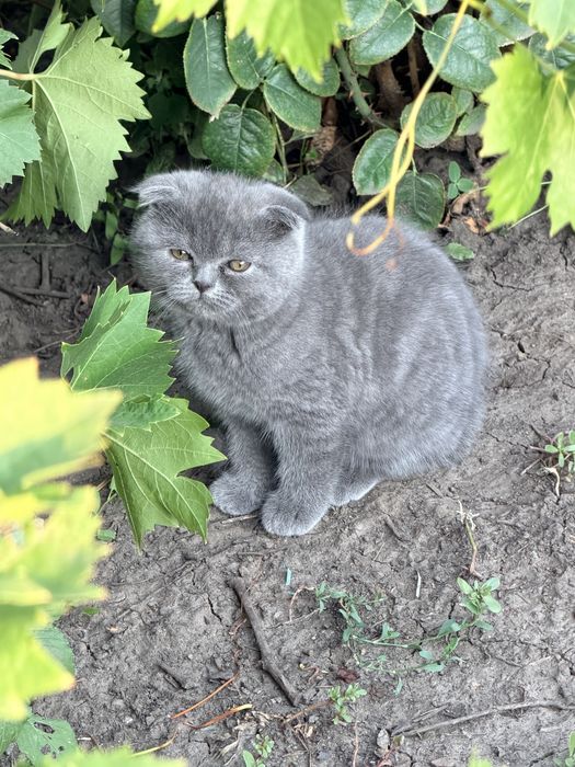 Британські кошенята