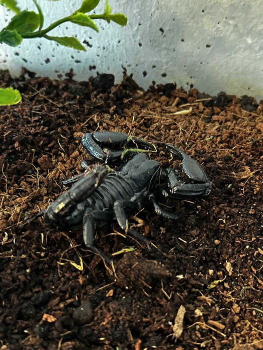 Parka Heterometrus silenus – Adult - Zestaw