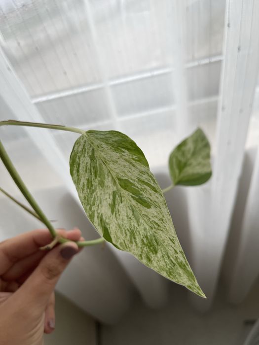 Epipremnum Pinnatum Marble Variegata