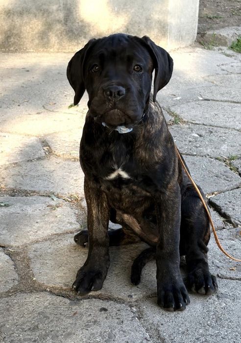 Cane Corso FCI suczka