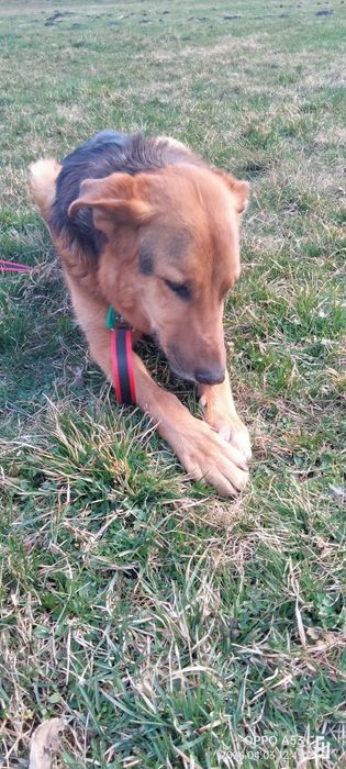 Bandi do adopcji