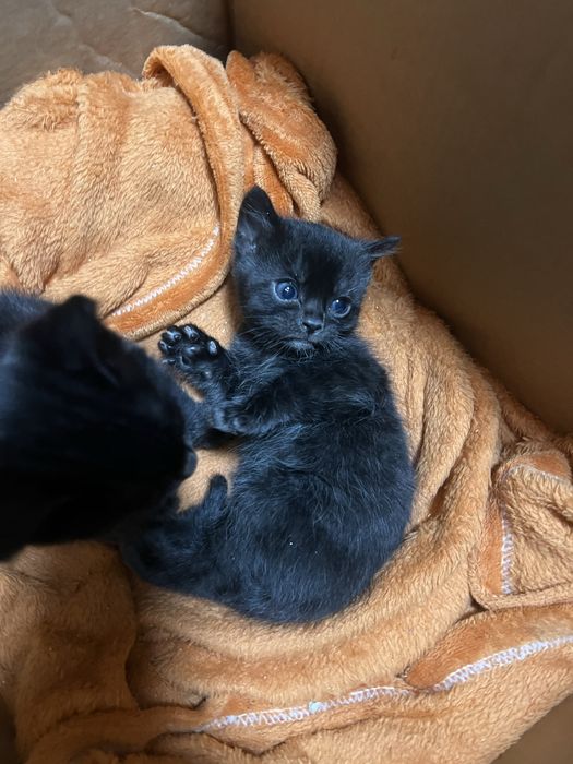 Продам бенгальських кошенят