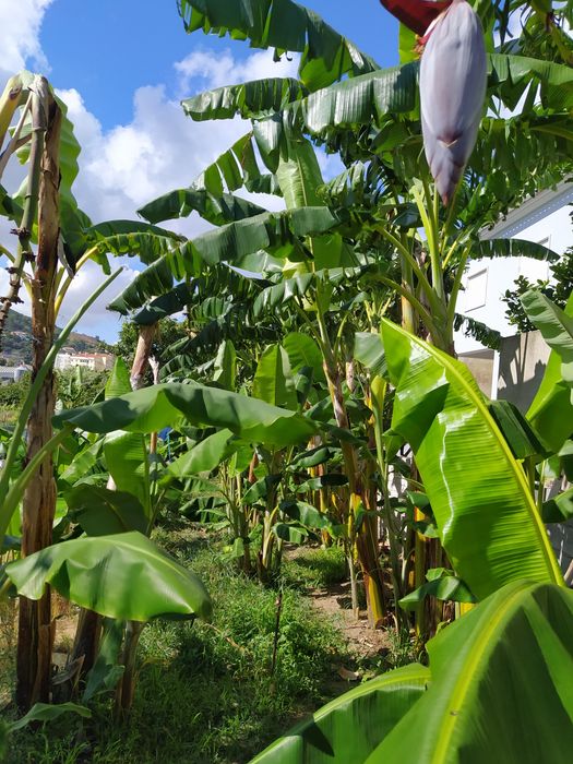 Folhas de bananeira