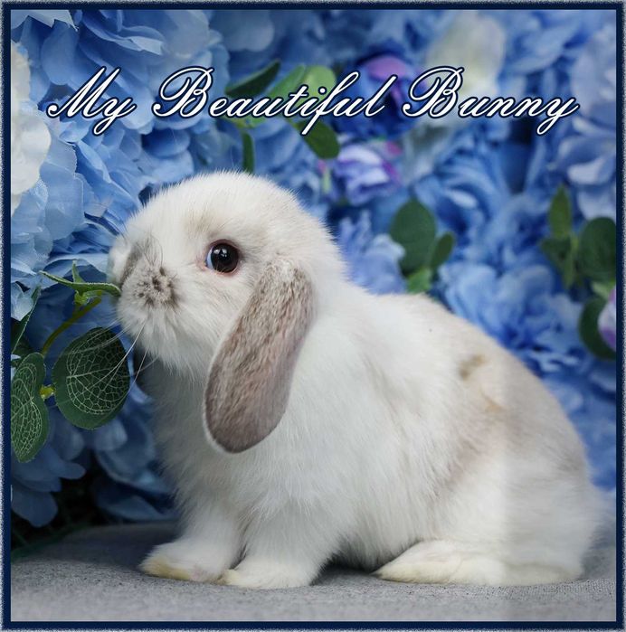 Piękny Królik 100% Mini Lop - Lilac Butterfly