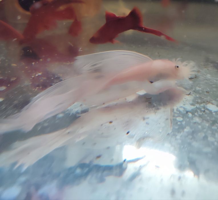 Ancistrus L-144 Snow White
