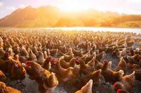 Kury Nioski z wolnego wybiegu ! Dominant Sussex Leghorn ! DOWÓZ GRATIS