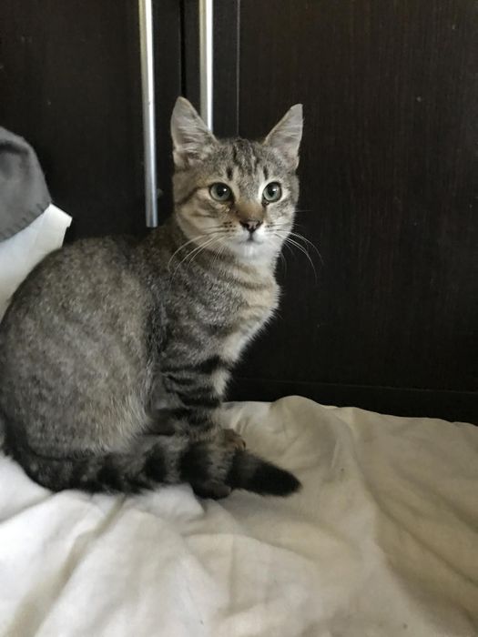 Кошеня. Кіт. Киця.