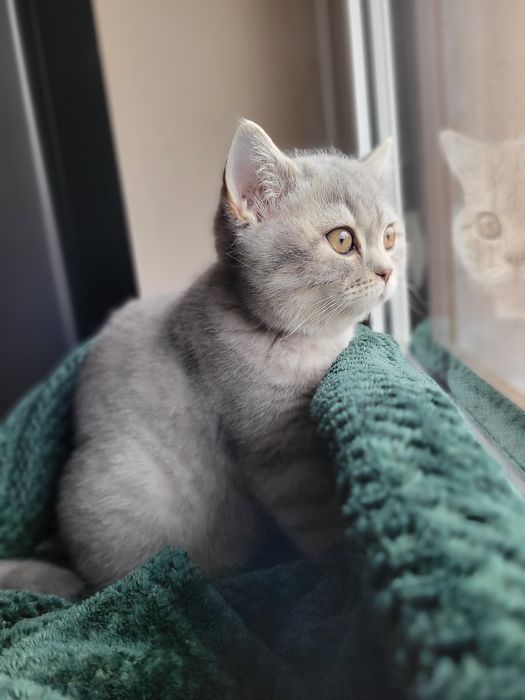 Kotek brytyjski krótkowłosy