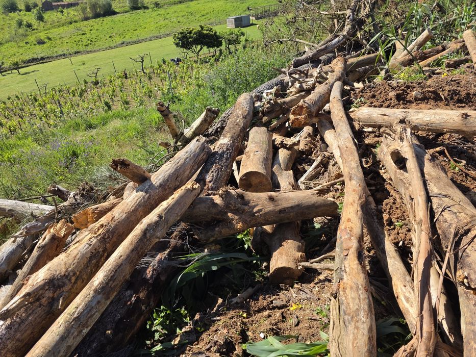 Dou lenha a quem quizer vir buscar