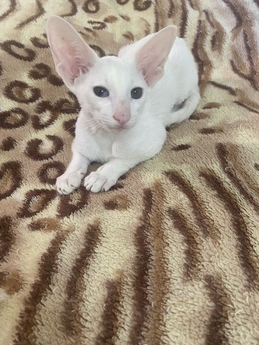 Орієнтальна красунька