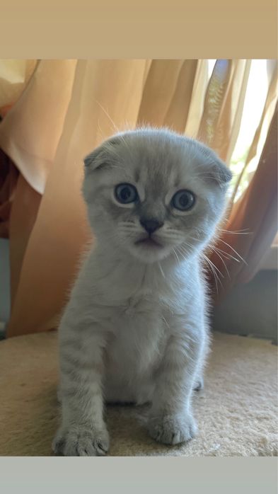Висловухі шотландські кошенята Blue Lynx Point