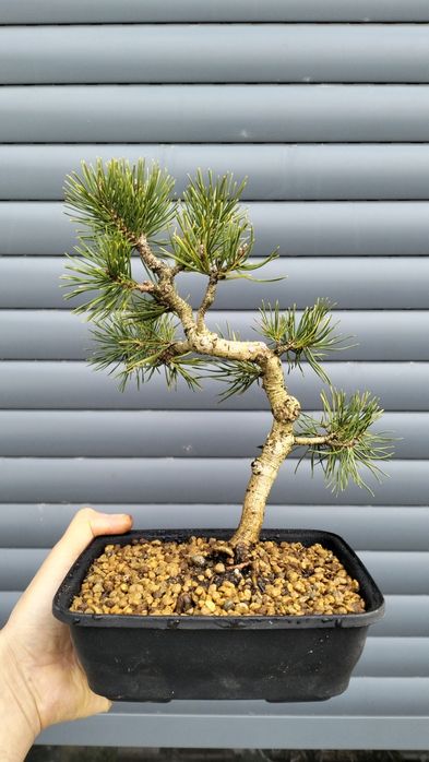 Bonsai pinus silvestre