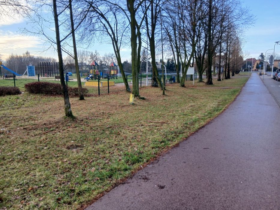 Wycinka przycinka pielegnacja drzew zwyzka