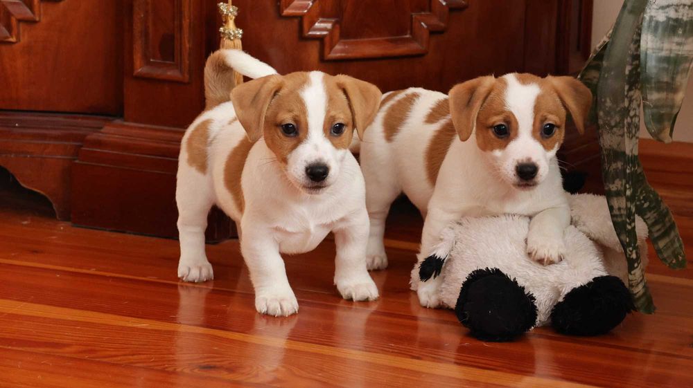 ZAPOWIEDŹ Suczka Jack Russell Terrier  "BREFIO" / bad. genetyczne