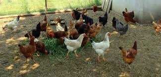 KURY NIOSKI FERMA DROBIU Rosa Leghorn LOHMAN z jajkami. Z dowozem