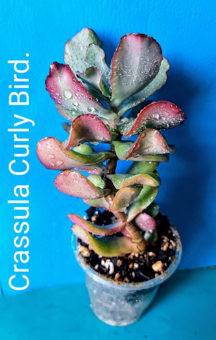 Вариегатные крассулы толстянки денежные деревья суккуленты.