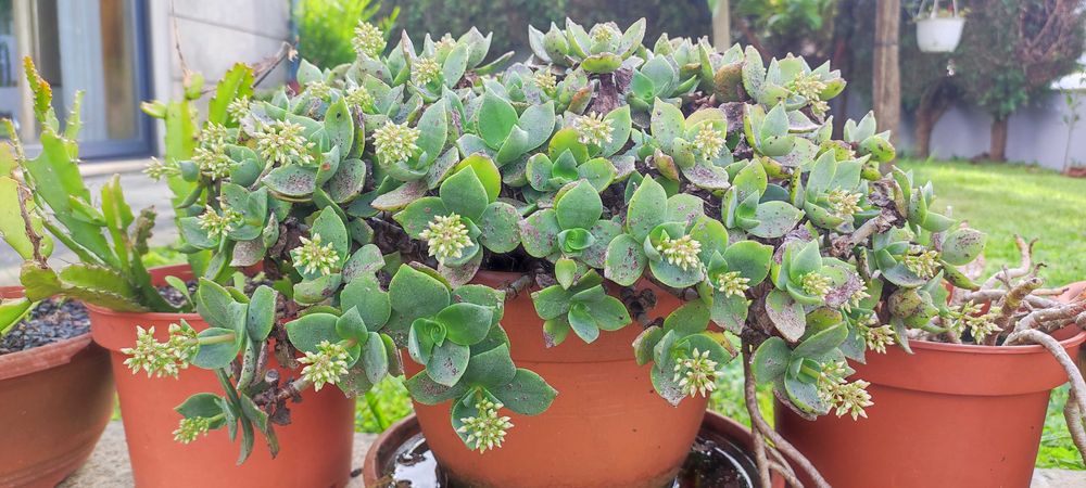 Linda planta flor de noiva branquinha.