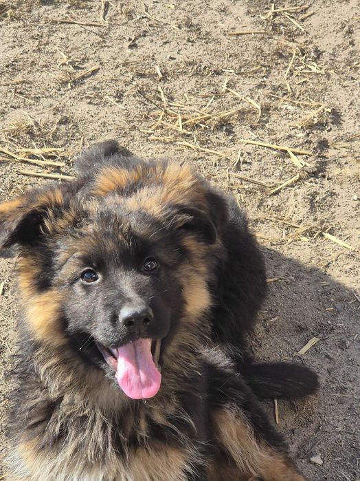 Owczarek niemiecki dlugowlosy szczeniaki