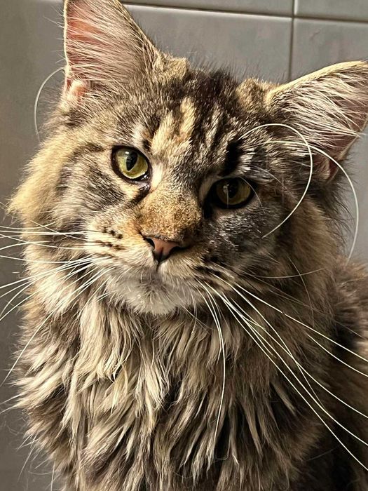 Menina maine coon muito meiguinha disponivel para entrega imediata.