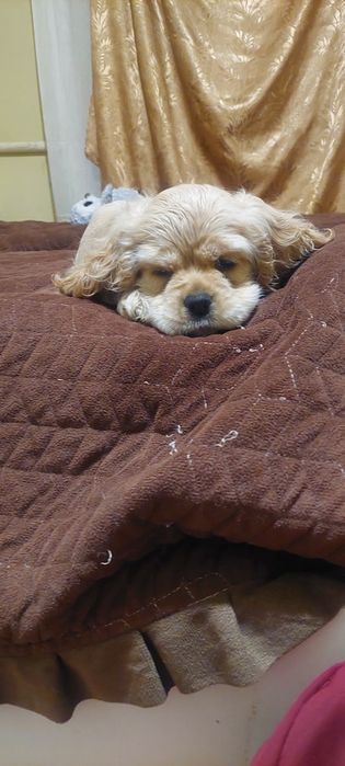 Американський кокер спаніель