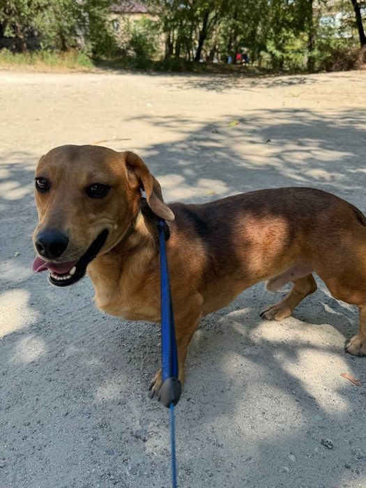 Таксёныши ищут семью