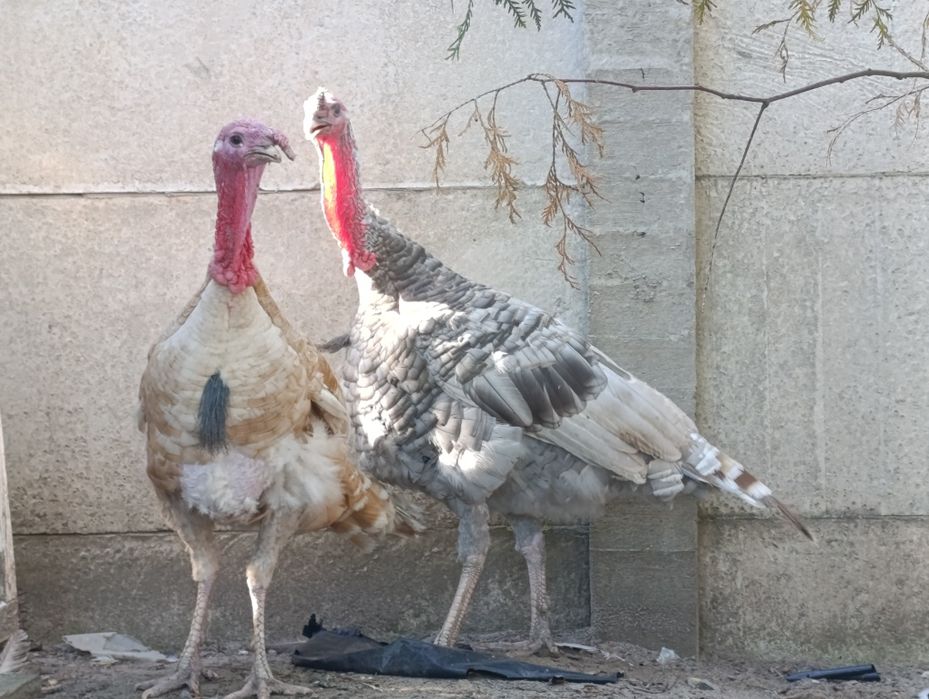 Продам Індика на вибір