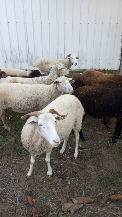 Ovelhas lacaune e bordaleiras