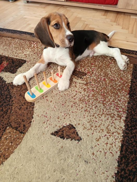 Beagle Piesek Szczeniak