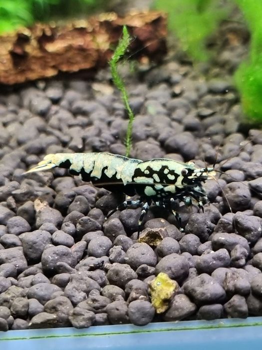 Krewetka Krewetki GALAXY ze stada BOA