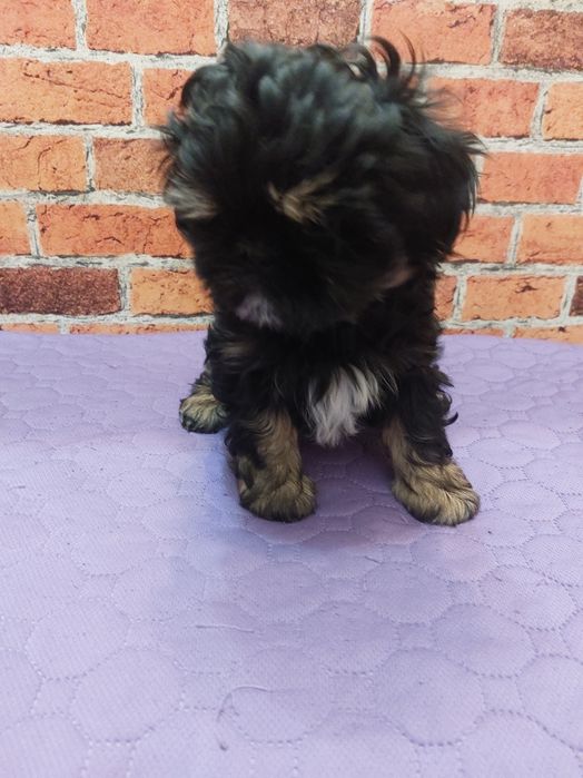 Shih-tzu chlopak