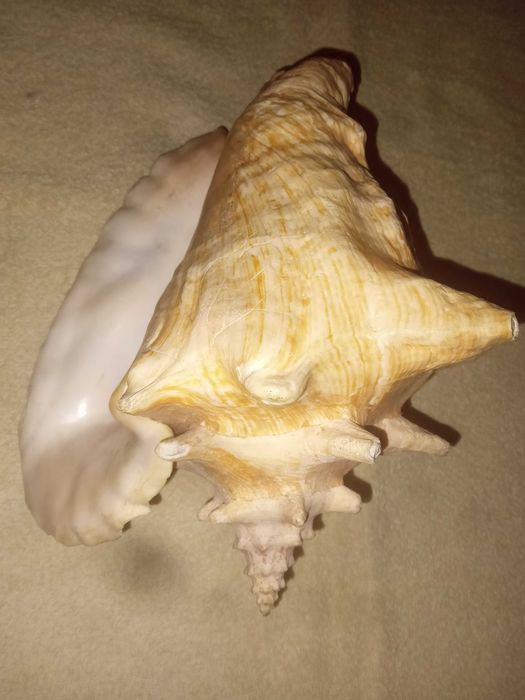 Красиві великі ракушки для акваріуму. Японія.