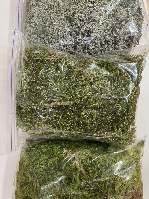 Мох сфагнум, лісовий, ягель