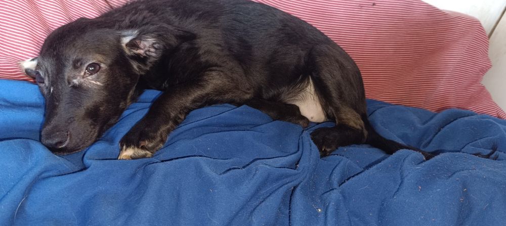 Cachorrinha bebé