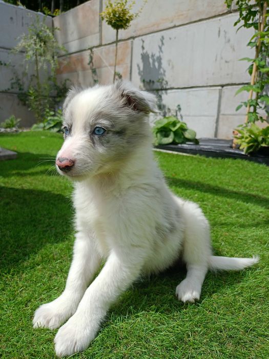 Piesek Border Collie blue merle