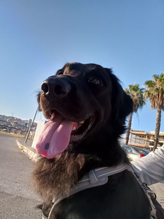 Ralph a precisar de nova família