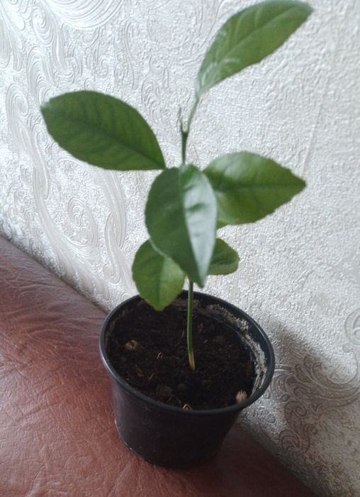 Вазони різні-лимон,традесканція,алоє,40грн