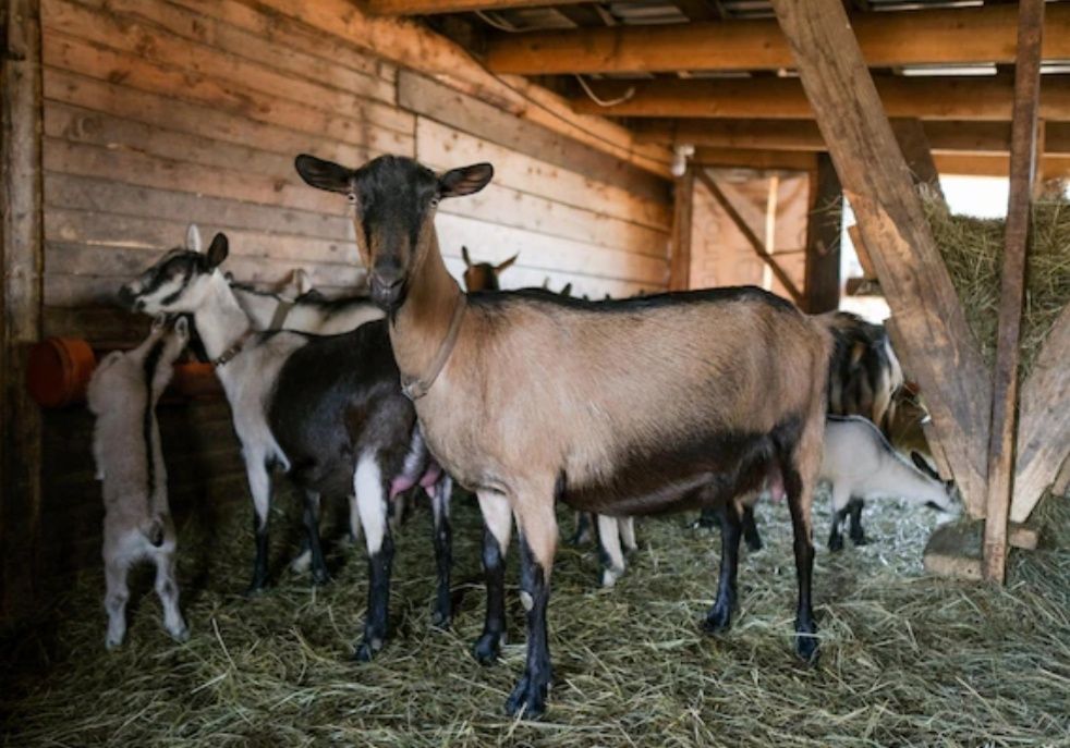 СІНО З ДОСТАВКОЮ від 1 штуки в тюках мішках, сено лісове.