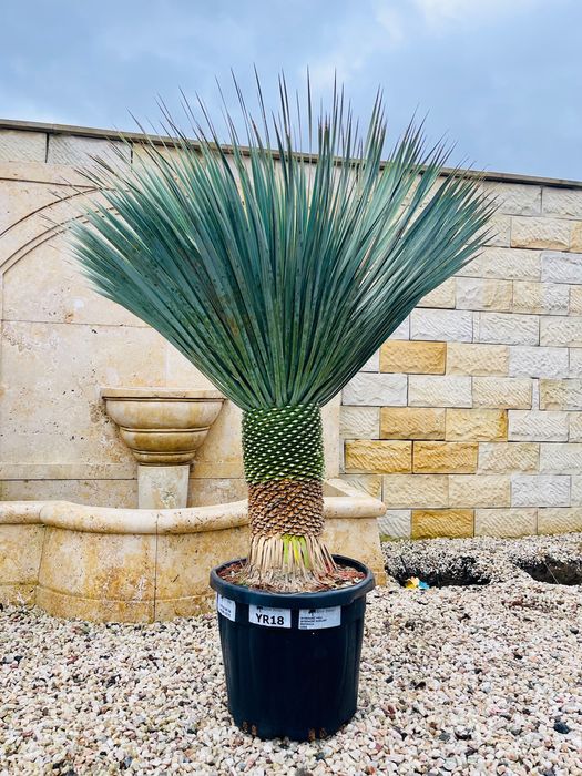 Yucca Rostrata 150cm MEGA GRUBA mrozoodporna -20