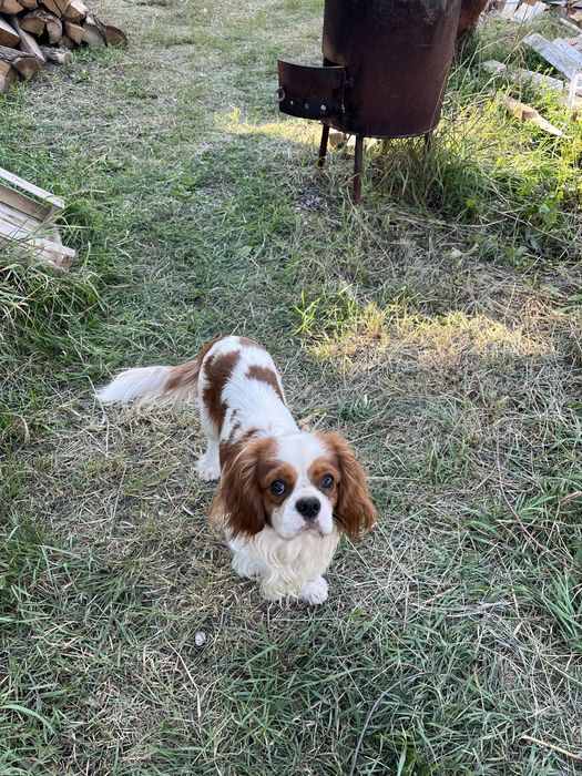 Вязка собак кавалер кинг чарльз спаниель