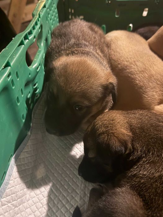 Cãeszinhos bebés para adoção responsável
