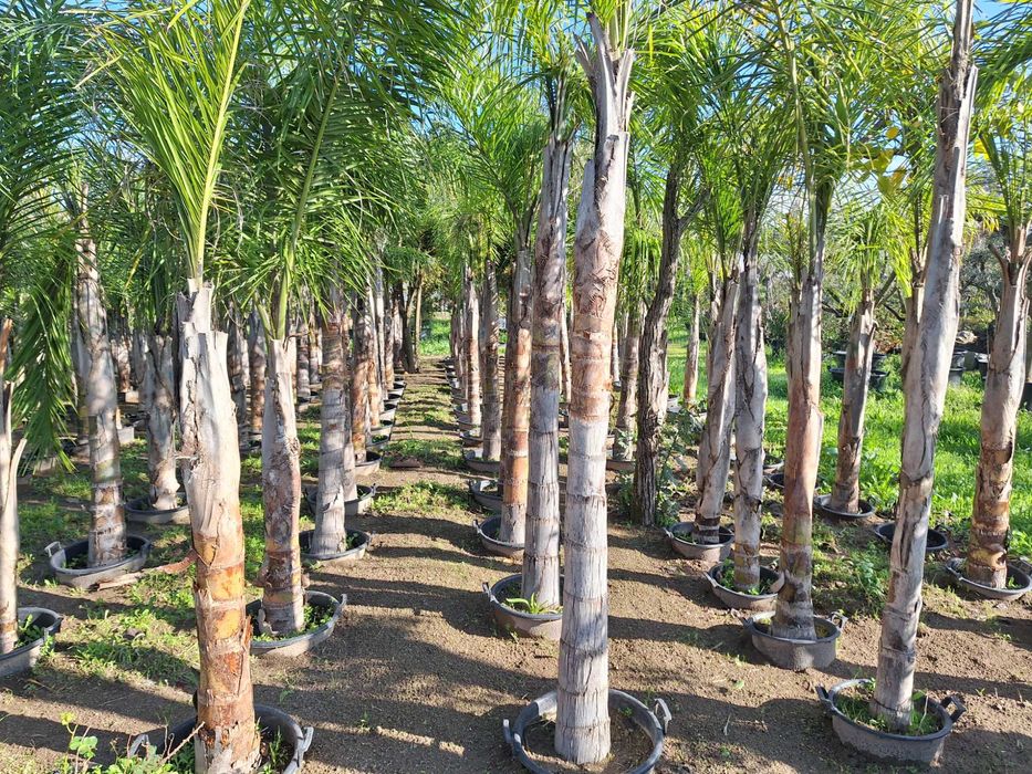 Coqueiros  Syagrus romanzoffiana