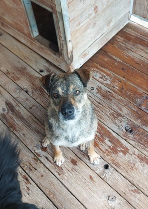 Spokojny, łagodny pies do adopcji – idealny towarzysz