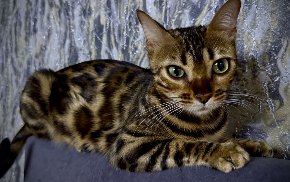 Бенгальские котята