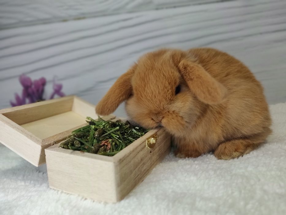 Mini Lop. Urocze króliczki domowe.